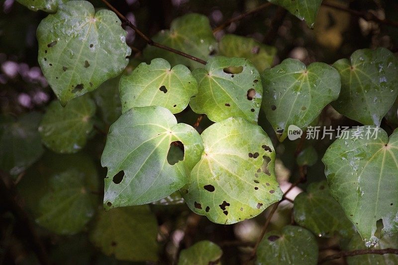 川川郁郁葱葱的绿色植物背景(Piper excelsum)